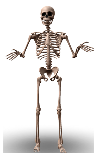 Canva App for Animation